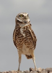 Burrowing Owl